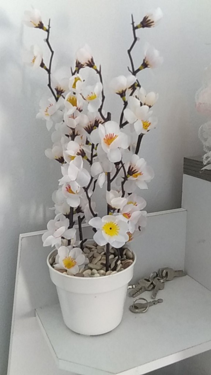 Sakura Pot Plastik D 10cm