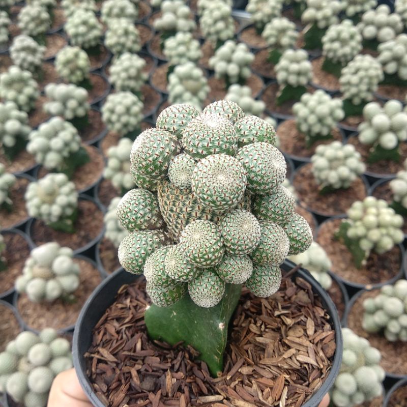 Rebutia Heliosa Cluster Grafting | Kaktus/Haworthia/Sukulen