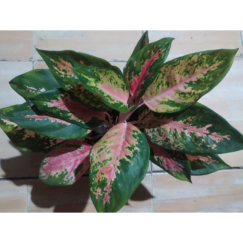 Aglonema Red Kochin/Kochin besar