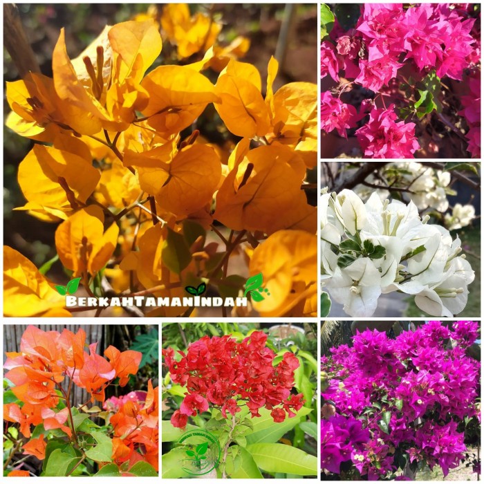 PAKET HEMAT 6 Jenis Bibit Bunga Bougenville