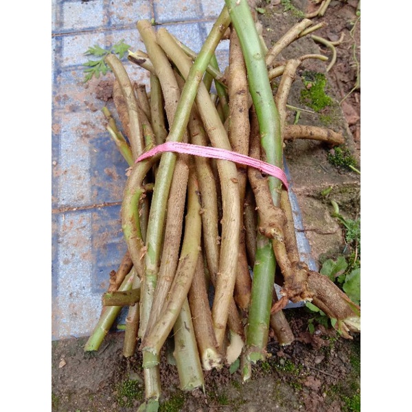 

Bibit tanaman gingseng stek 500 gr