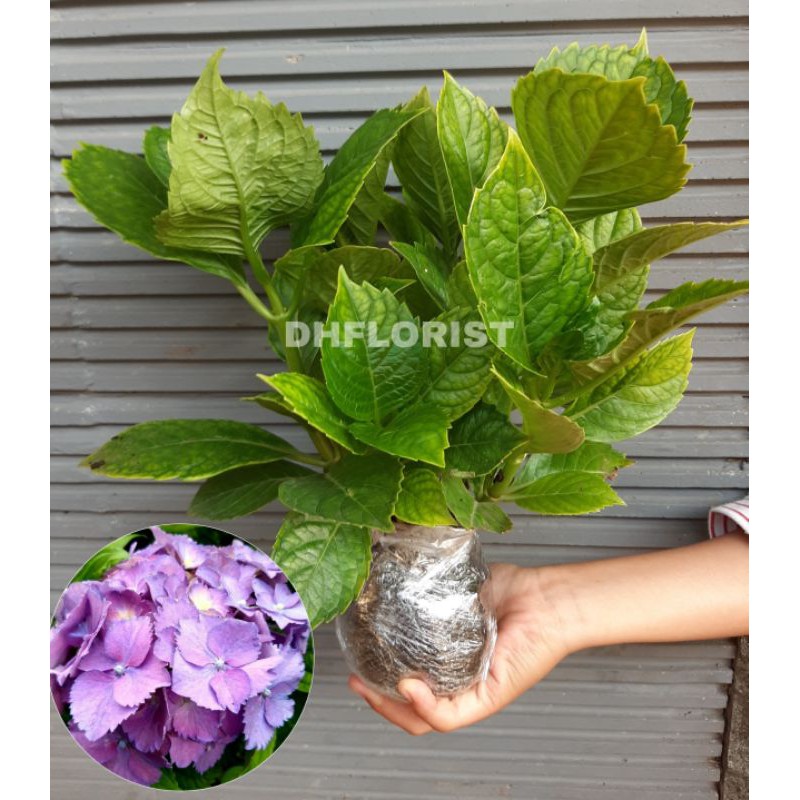 Bunga pancawarna / hortensia / hydrangea