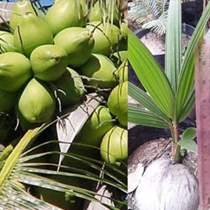 Kelapa Pandan Wangi Thailand
