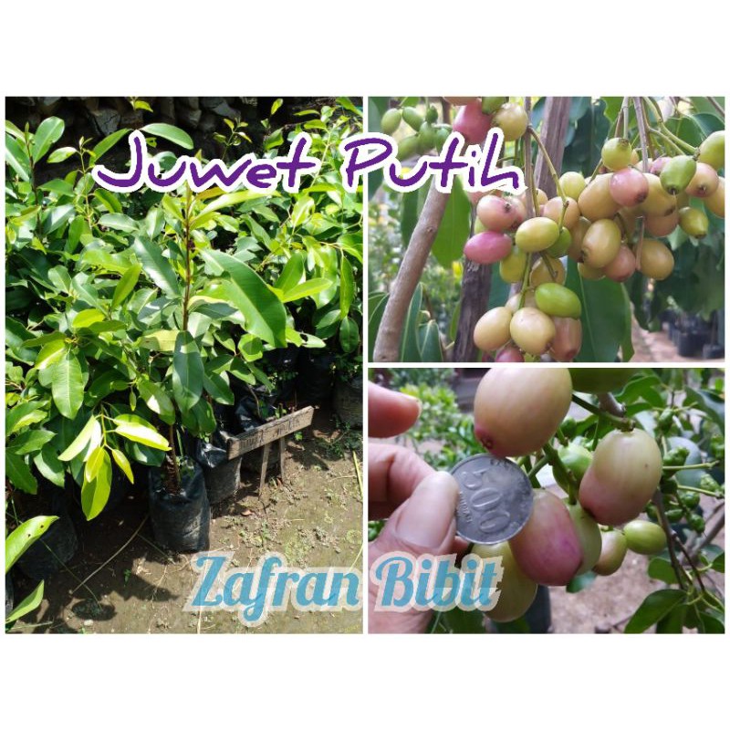 Bibit Juwet Putih