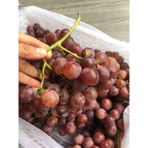 

Anggur Red Globe/ Anggur Red globe china/Anggur murah/anggur