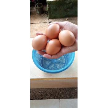 Telur Ayam Joper Fertil Telur Tetas Ayam Joper
