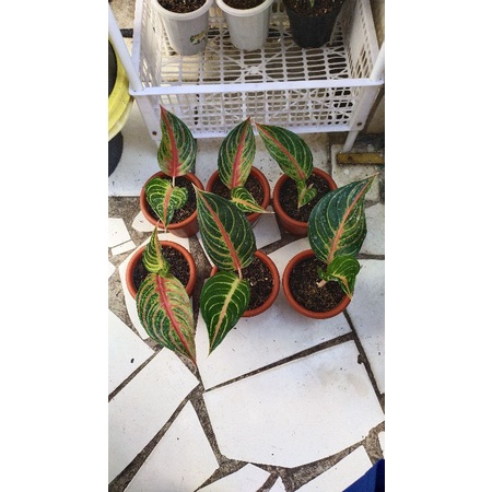 Aglaonema Murah Aglaonema red sunset