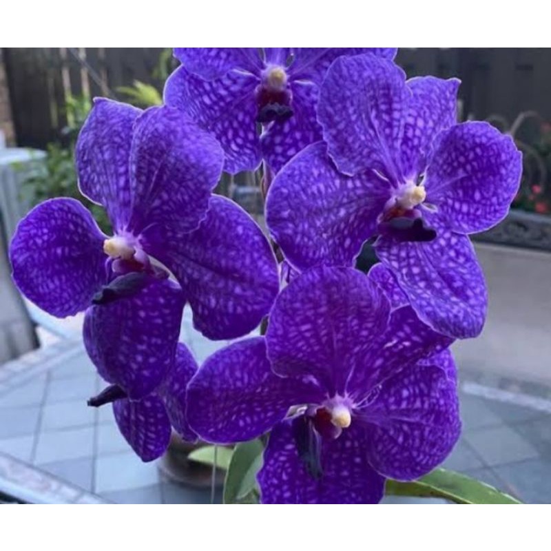 Vanda spike pachara delight
