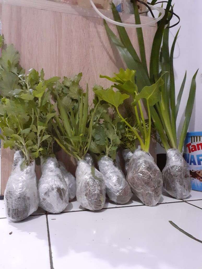 Portulaca Mini Batik Ungu Tumpuk/portulaca Grandiflora Double Petal