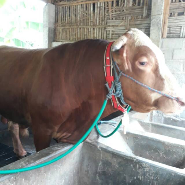 Kalung Sapi besar ukuran lengkap.