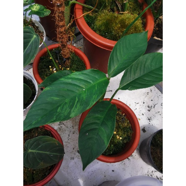 Raphidopora foraminifera varigata