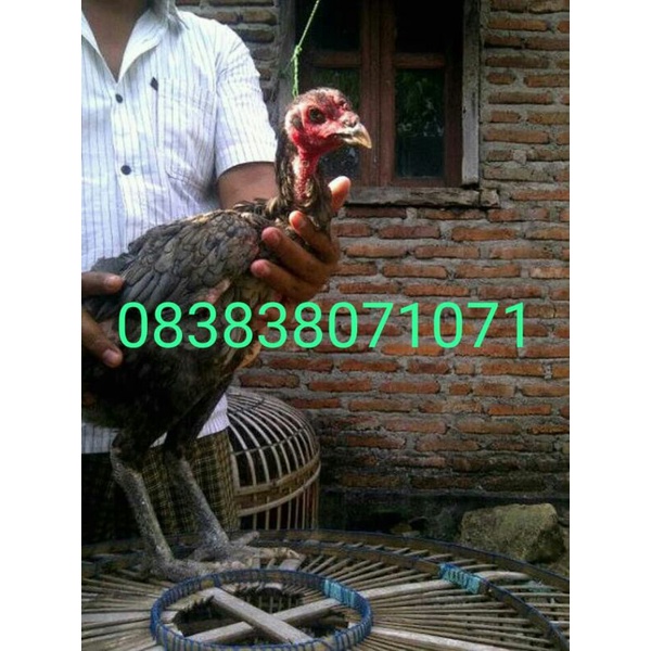 Telor Tetas Fertil Ayam Trah Ganoi Ori Tulangan Besar isi 6Butir
