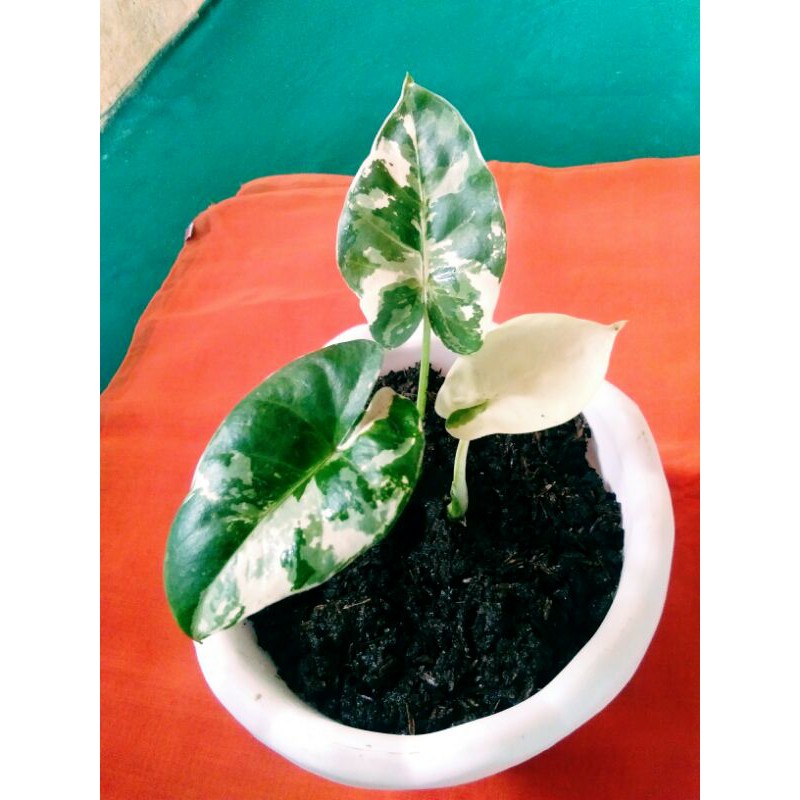 caladium sente varigata