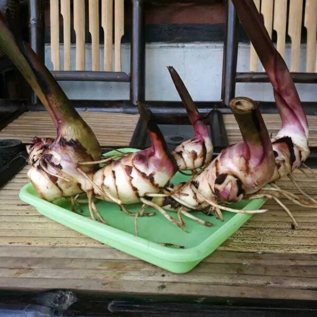 

Umbi ganyong / umbi ganyo segar jenis merah dan putih 1kg