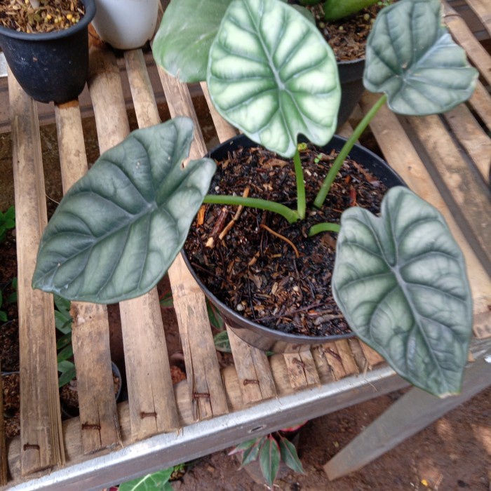 Tanaman hias alocasia nebula