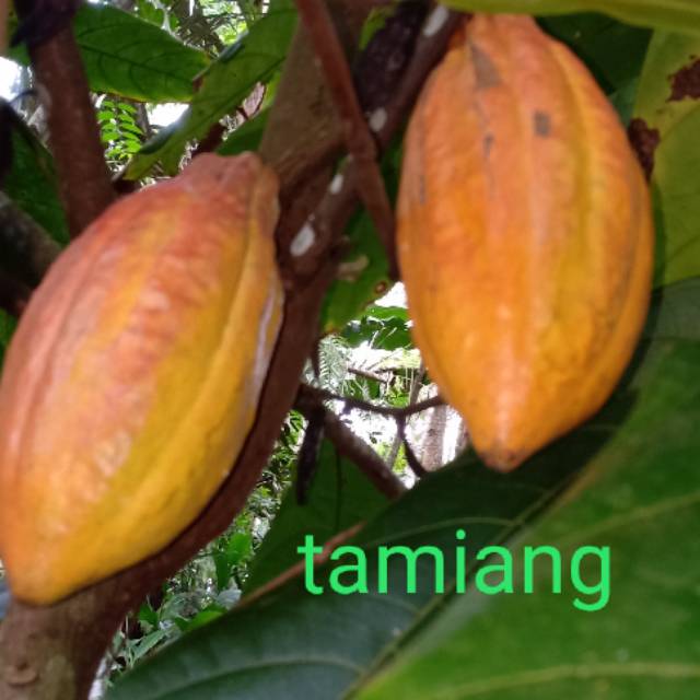 

Buah kakao/coklat segar fresh 1kg
