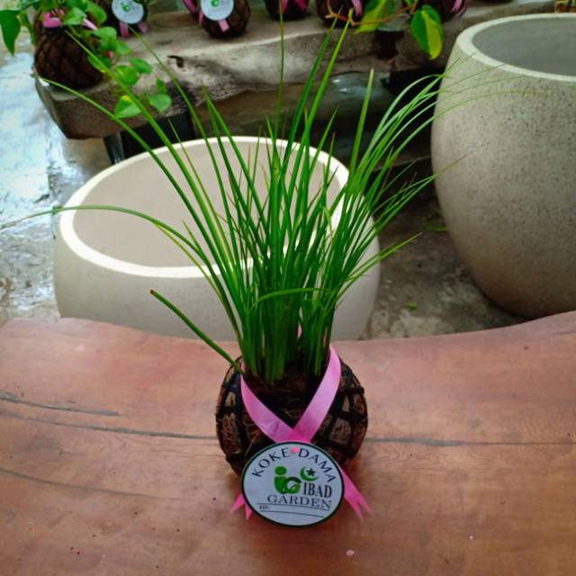 Tanaman hias indoor KOKEDAMA Alang-alang mini golden - acorus gramineus golden edge