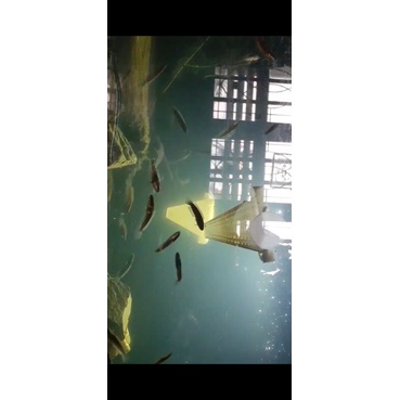 baby chana limbata cb