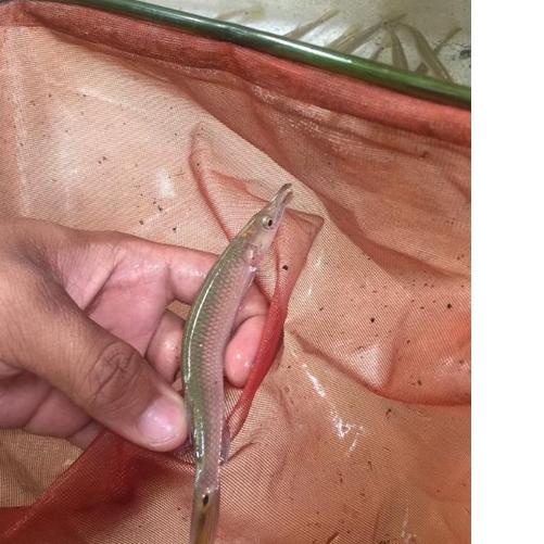 ☑ ikan hujeta gar ➺