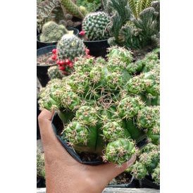 kaktus damsi jumbo/kaktus murah/kaktus ownroot/kaktus pasaman