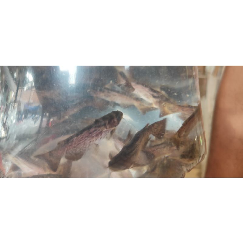 ikan hias colombia catfish ikan hias catfish coloumbia