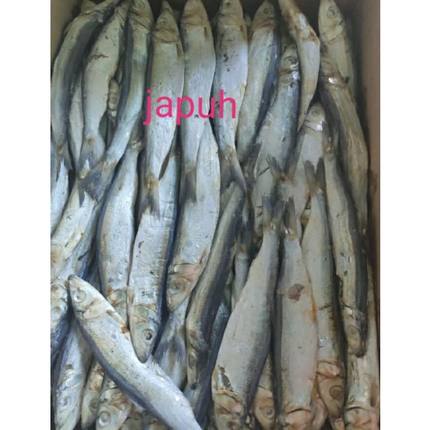 

ikan asin//japuh//ikan japuh//ikan asin fresh//ikan asin kering