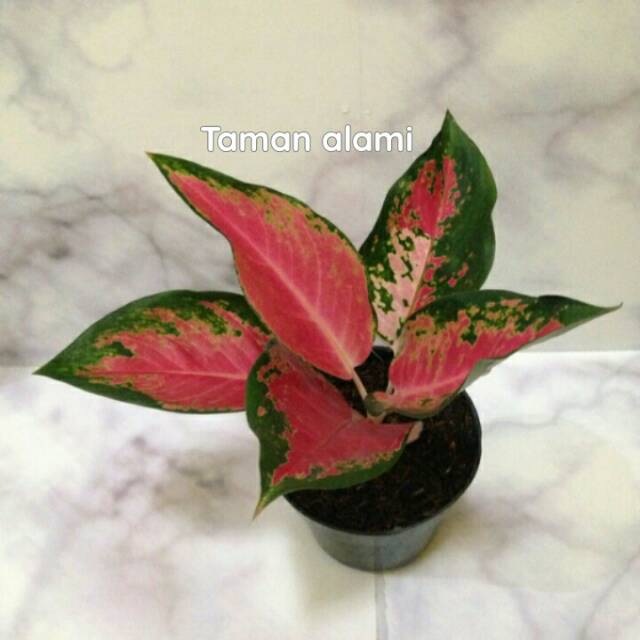 Tanaman hias aglonema red kochin - aglonema red kochin