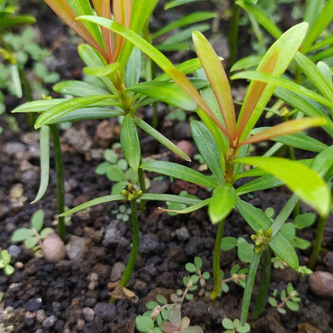 Produk Ready Bahan Bonsai Lohansung Pucuk Merah