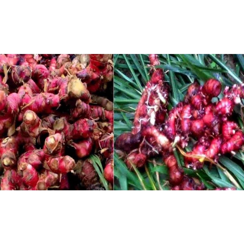 

Jahe Merah Segar Bersih Kualitas Super 1kg