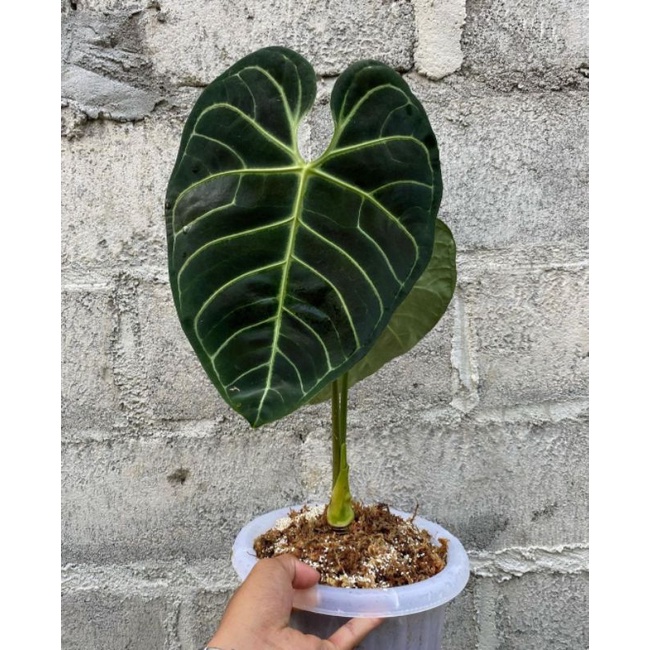 anthurium_regale Peru original produk bergaransi resmi