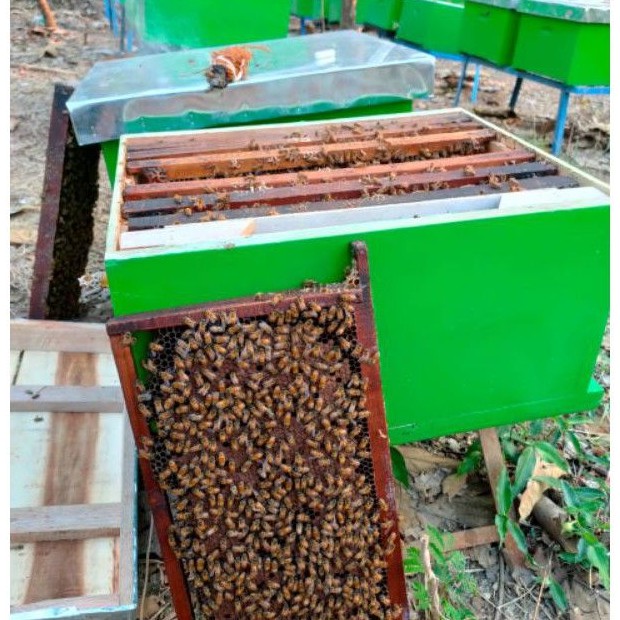 Koloni Lebah Melifera