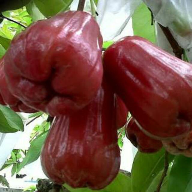 BIBIT JAMBU AIR KUSUMA MERAH (COCOK DI TANAM POT)