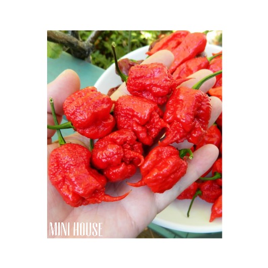 BIJI BIBIT BENIH CABAI CAROLINA REAPER