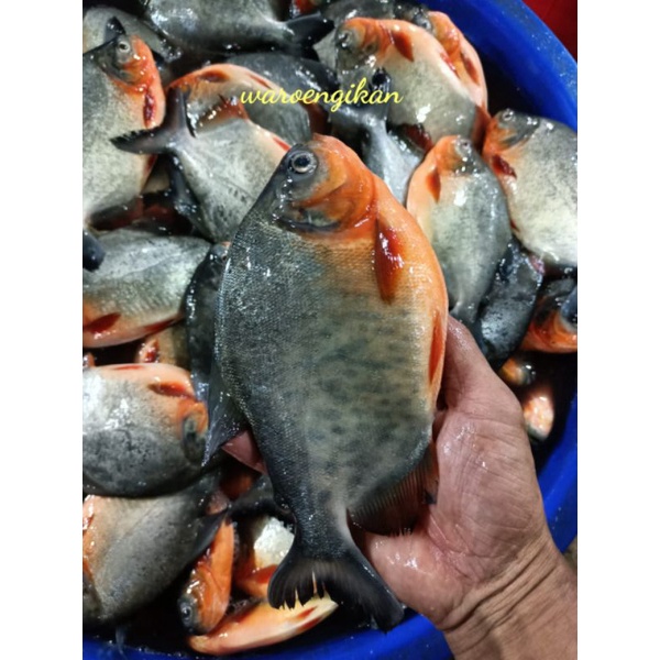 

Ikan bawal tawar segar harian /kg