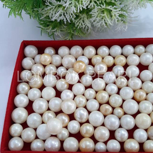 Mutiara Air Laut Lombok Bentuk Bulat | Mutiara Lombok Murah | Mutiara Lombok Grosir | Mutiara Lombok