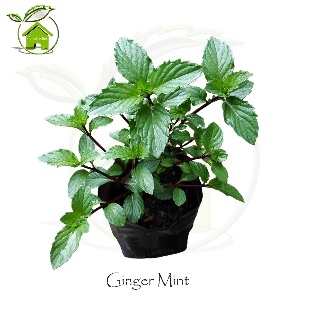 Bibit Tanaman Daun Mint Jenis Ginger Mint / Mint Jahe / bibit daun mint