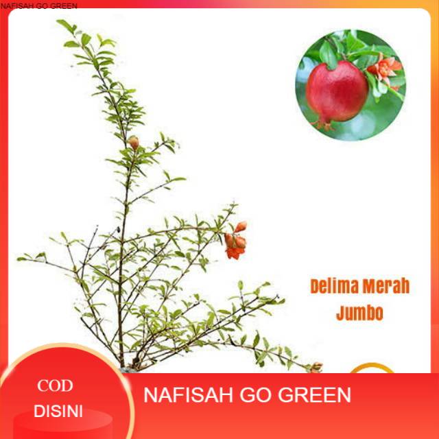 COD Pohon Delima Merah Jumbo / Bibit Pohon Delima Merah / Tanaman Delima Merah