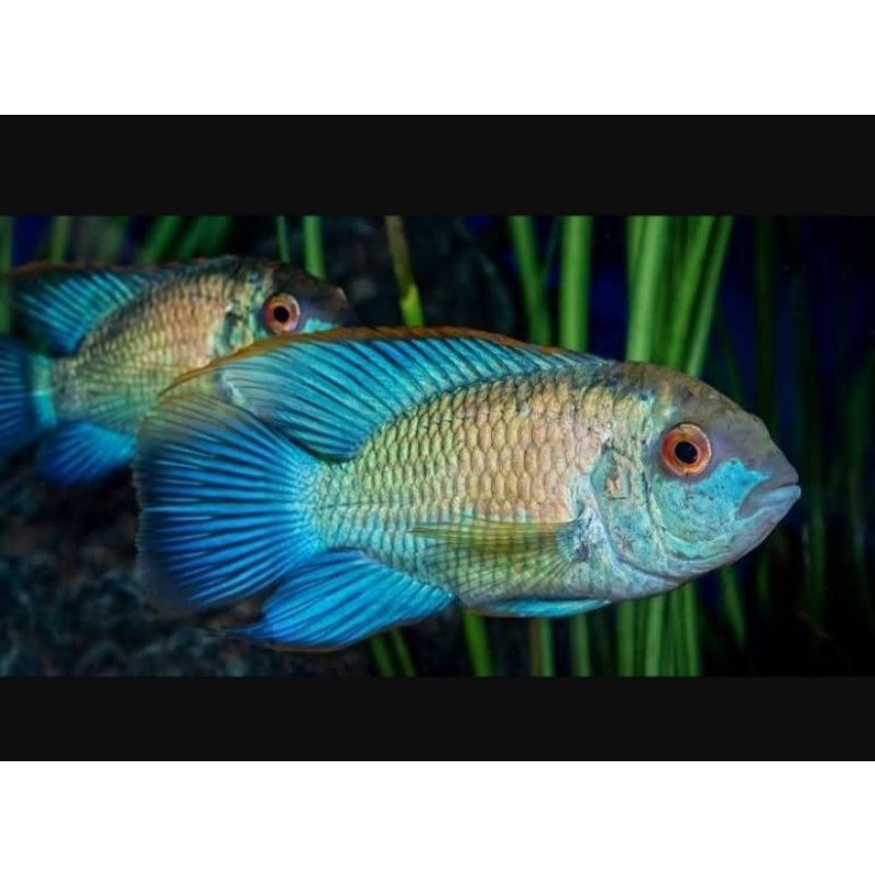 Ikan Hias Geophagus Blue Acara Cichlid America.