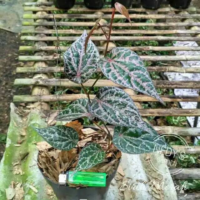 Tanaman herbal sirih merah - tanaman sirih merah