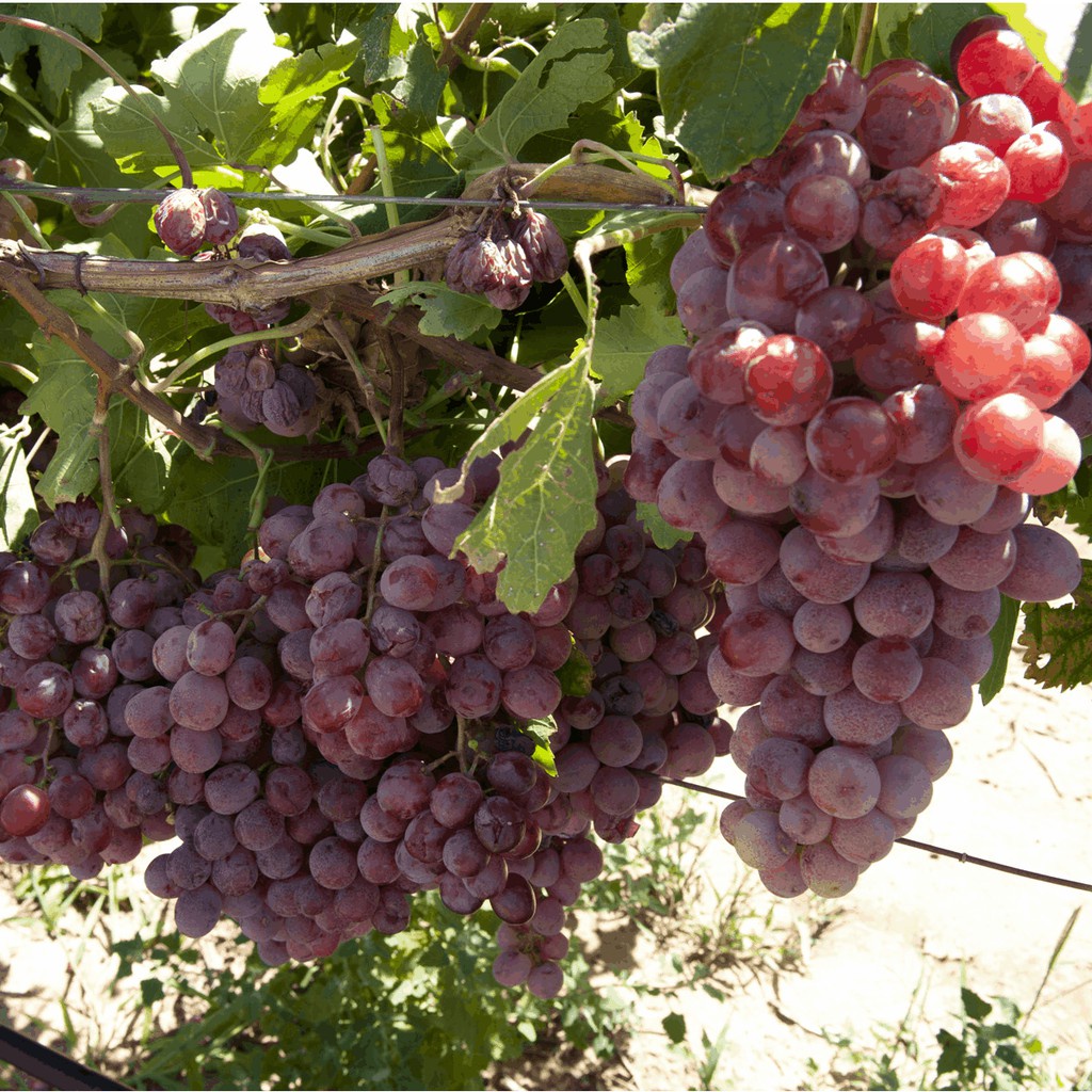 2 Benih Anggur Merah Red Grape Bibit Tanaman Buah Anggur Premium Super Import Unggul Berkualitas