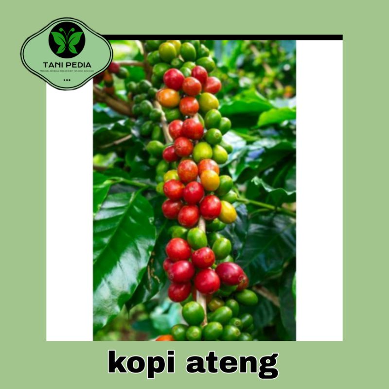 bibit Kopi Ateng/tanaman kopi Ateng murah