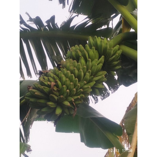 bibit pisang kepok tanjung