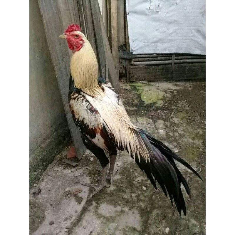 8200 Koleksi Cari Gambar Unggas Terbaru