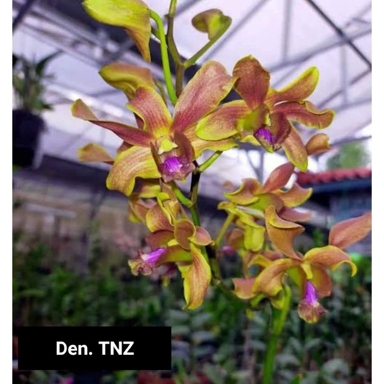 Anggrek Dendrobium Tianzi/TNZ Dewasa premium