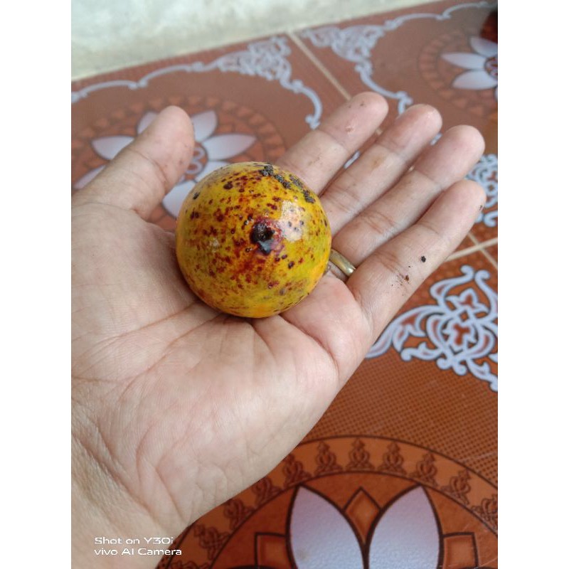 Campoleh Online: Solusi Belanja Online Ramah Lingkungan di Tangerang