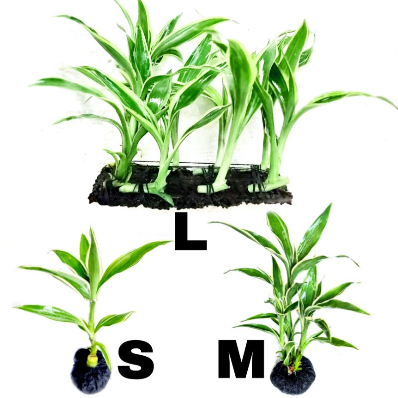 tanaman aquascape bambu air silver green