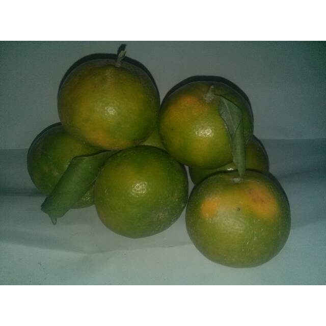 

Buah Jeruk Siam