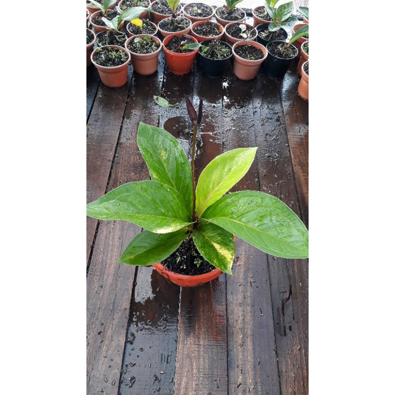 Jemani Mangkok tornado