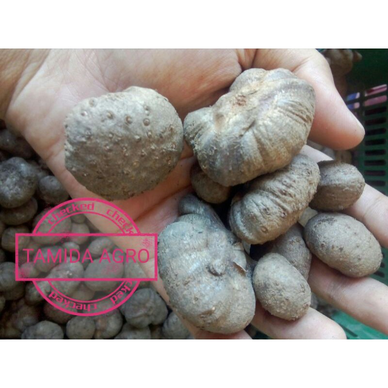 Benih Katak Porang Perlakuan Organik Asli Central Klangon Madiun 1 Kg