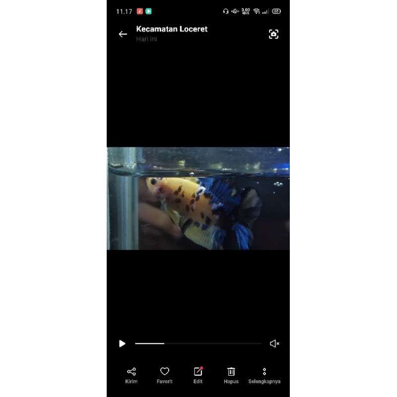 Hm avatar rintik pasir